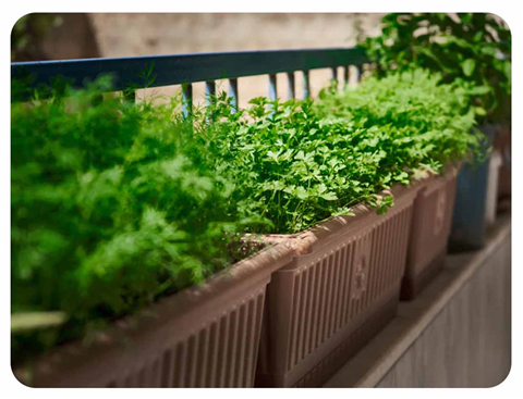 Ảnh Ban công nhỏ trồng rau gì? Gợi ý rau phù hợp cho không gian hạn chế 🌿
